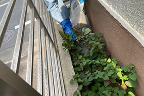 除草作業、簡易剪定イメージ